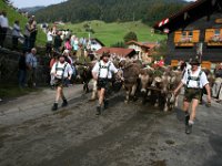 2007-09-17-allgaeu-viehscheid-44