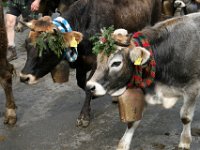 2007-09-17-allgaeu-viehscheid-46