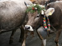 2007-09-17-allgaeu-viehscheid-48