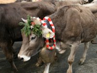 2007-09-17-allgaeu-viehscheid-49