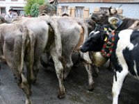 2007-09-17-allgaeu-viehscheid-5