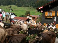 2007-09-17-allgaeu-viehscheid-50