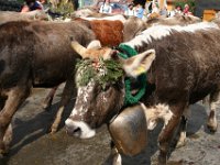 2007-09-17-allgaeu-viehscheid-53