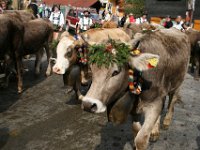 2007-09-17-allgaeu-viehscheid-54