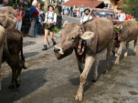 2007-09-17-allgaeu-viehscheid-55