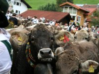 2007-09-17-allgaeu-viehscheid-6