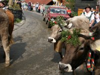2007-09-17-allgaeu-viehscheid-60
