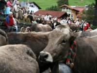 2007-09-17-allgaeu-viehscheid-7