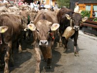 2007-09-17-allgaeu-viehscheid-73