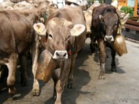 2007-09-17-allgaeu-viehscheid-74