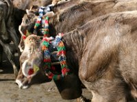 2007-09-17-allgaeu-viehscheid-75