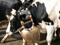 2007-09-17-allgaeu-viehscheid-78