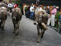 2007-09-17-allgaeu-viehscheid-8