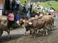2007-09-17-allgaeu-viehscheid-82