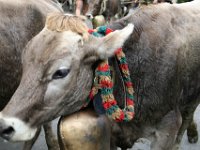 2007-09-17-allgaeu-viehscheid-9