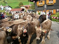 2007-09-17-allgaeu-viehscheid-90