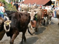 2007-09-17-allgaeu-viehscheid-91