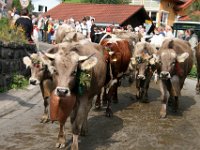 2007-09-17-allgaeu-viehscheid-92