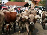 2007-09-17-allgaeu-viehscheid-94
