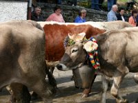 2007-09-17-allgaeu-viehscheid-96