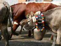 2007-09-17-allgaeu-viehscheid-97