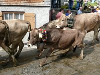 2007-09-17-allgaeu-viehscheid-99