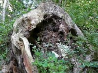 2007-09-17-allgaeu-mtb-25