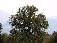 2007-09-17-allgaeu-mtb-46