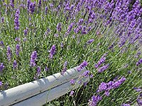 2025 Pfalz - 61 von 145