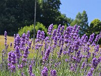 2025 Pfalz - 62 von 145