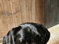 Hüttenhund : AlpenX2025 Allgäu, MTB, Transalp