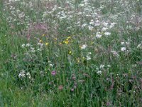 2006-05-27-trippstadt-58