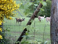 2006-05-27-trippstadt-62