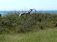 Von Dierhagen zur Sundischen Wiese bei Zingst