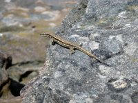 2009-05-13-nothweiler-85