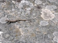 2009-05-13-nothweiler-86