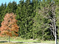 2011-10-17-rundumdenprodel-4 : Allgäu, Allgäu Herbst 2011, MTB, Rund um den Prodel