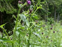 2012-Schwarzwald-03--31 : MTB, Schwarzwald 2012