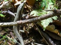 2015-Annweiler-3-20 : Annweiler am Triefels, MTB