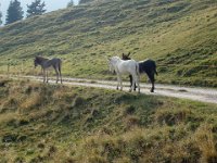 TA 2005-06-Tag-65 : MTB, Transalp, Transalp 2005
