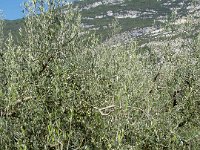 TA 2006-09-Tag-37 : MTB, Transalp, Transalp 2006
