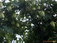 TA2010-06-015