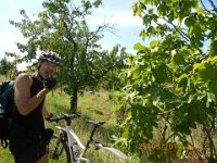 frische Feigen direkt vom Baum : 05. Tag, 5.Tag, MTB, Tolkan nach Solkan, Transalp, Transalp 2012, Transslovenia 2014