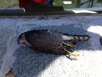 dieser Falke ist gegen die Fensterscheuibe der Hütte geflogen und har es nicht überlebt