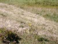 DSC02098