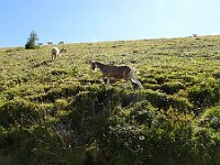 2019-09-12-158 : MTB, Transalp, Transalp 2019