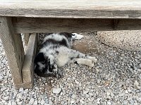 IMG 4536
